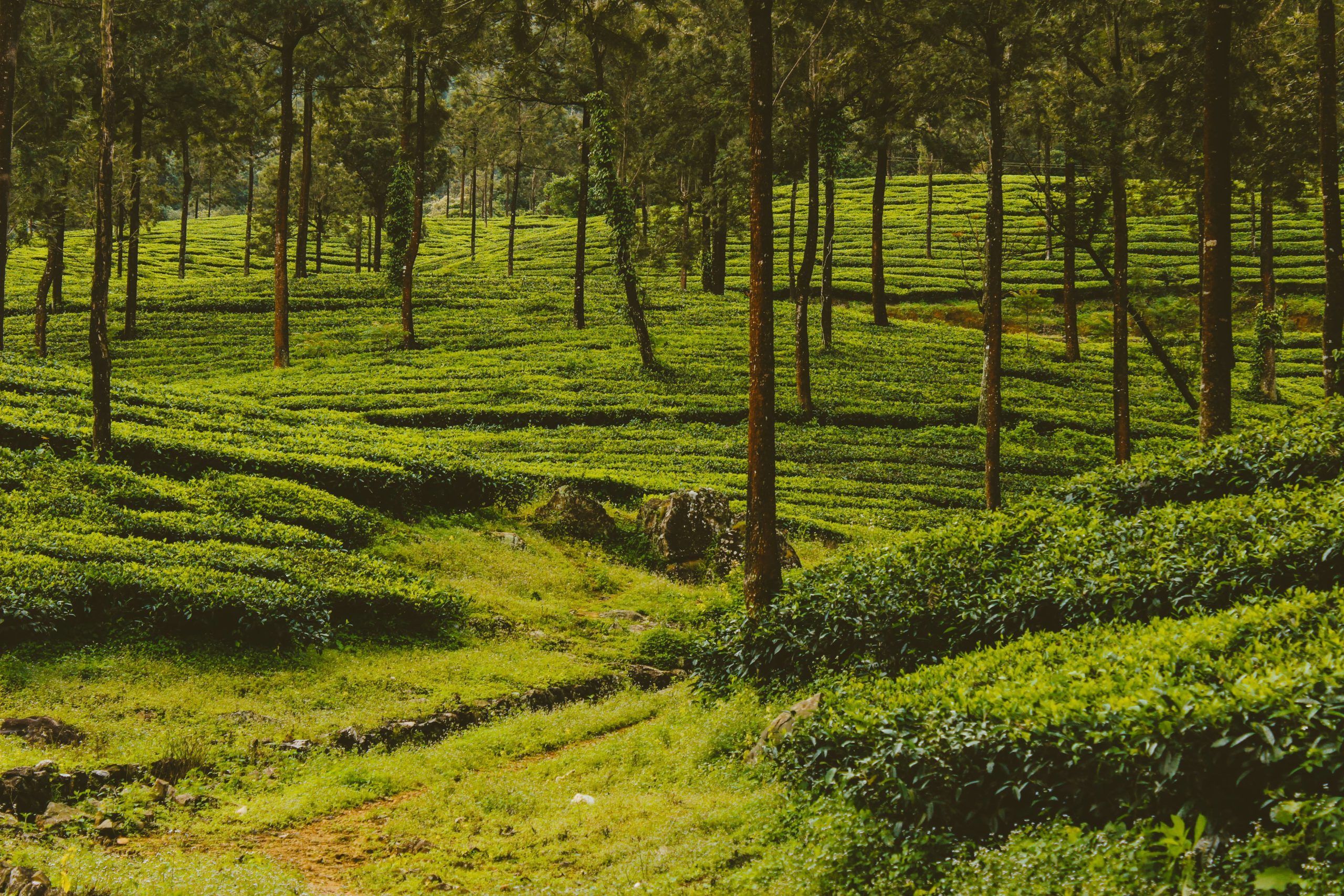 experience the beauty of tea plantation with a guided tour through lush greenery and learn the art of tea-making on a tea plantation tour.